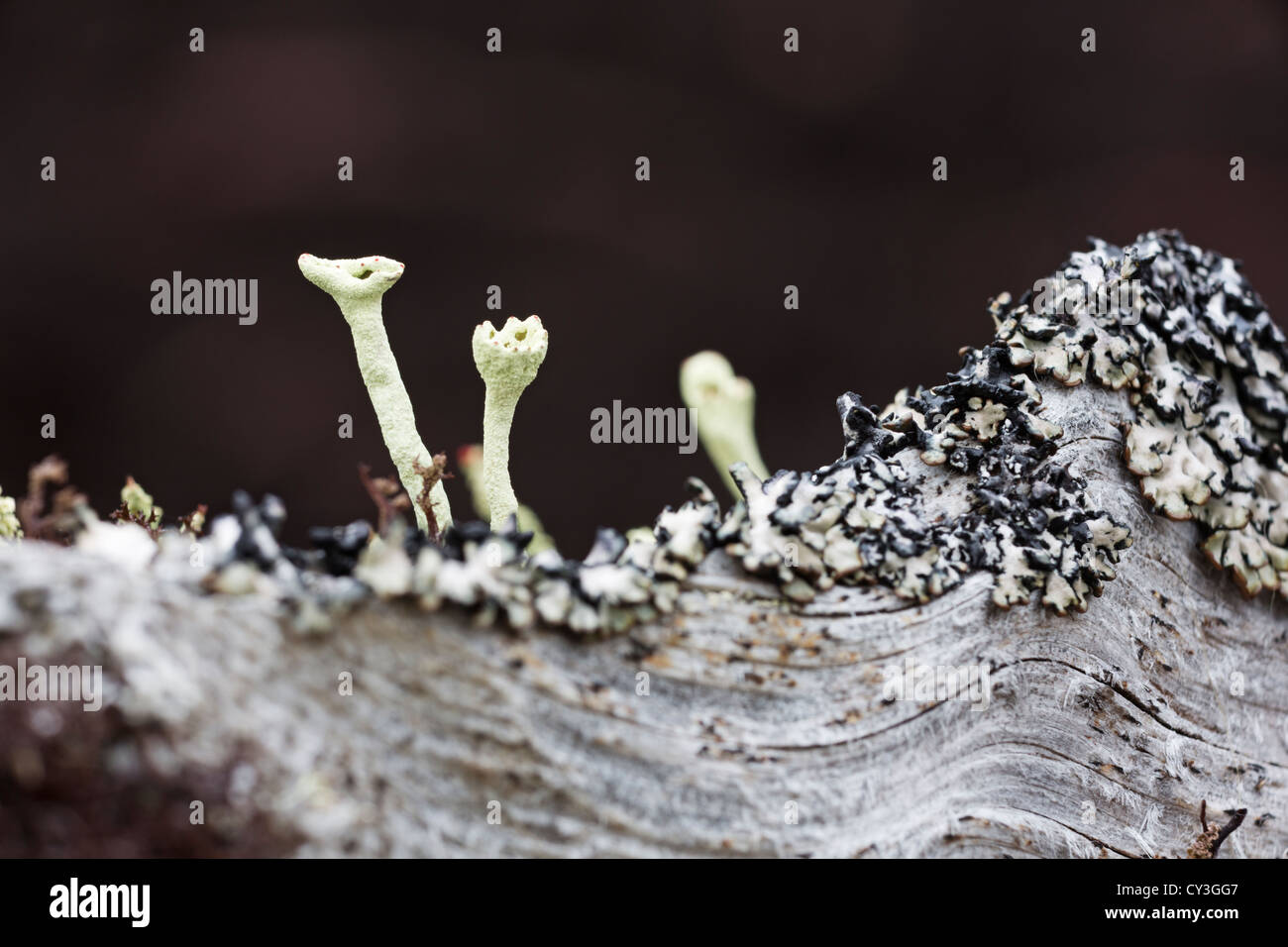 Cladonia licheni crescono su un antico conservato radice di pino. Foto Stock