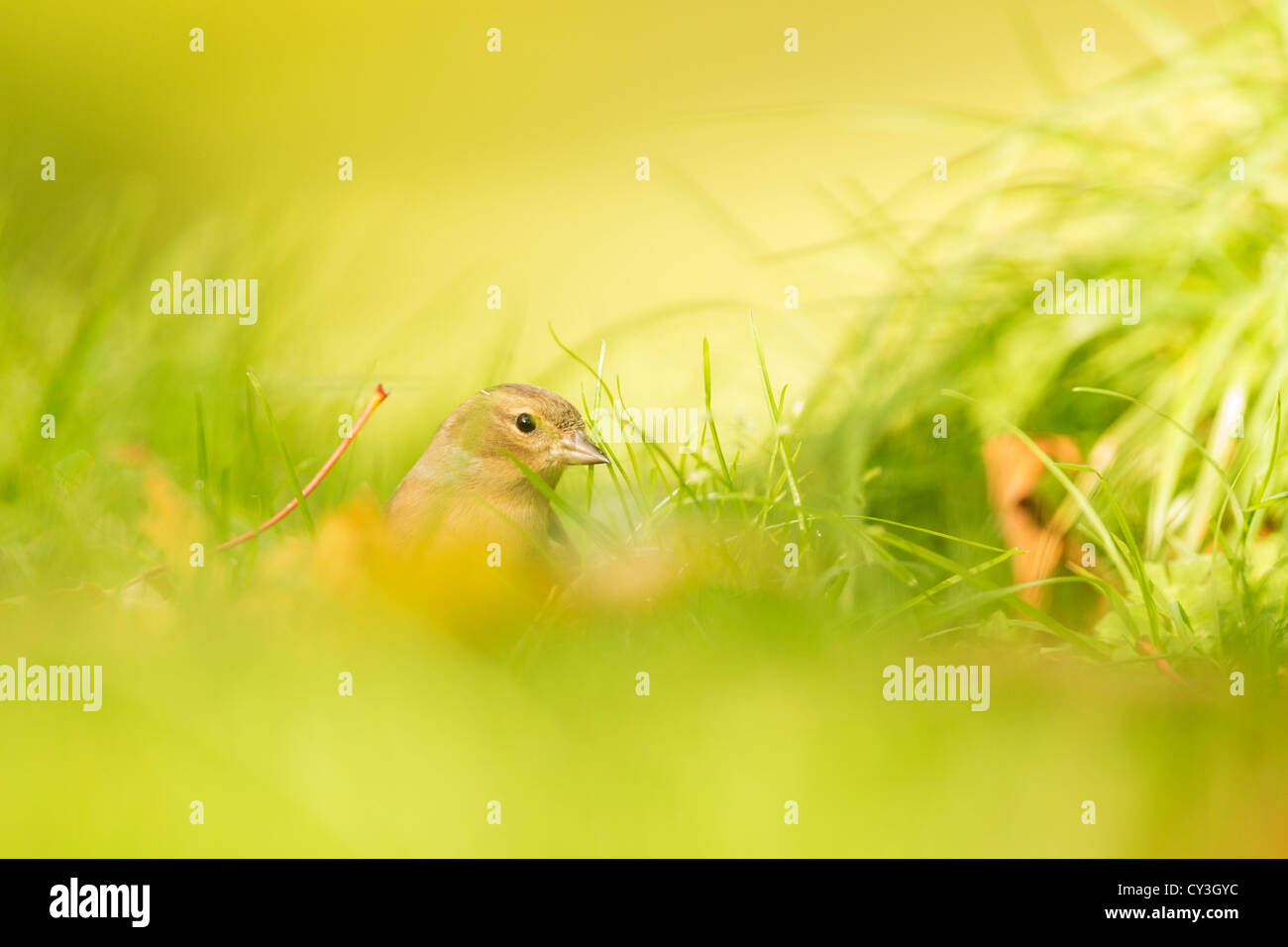 Fringuello femmina tra erba Foto Stock