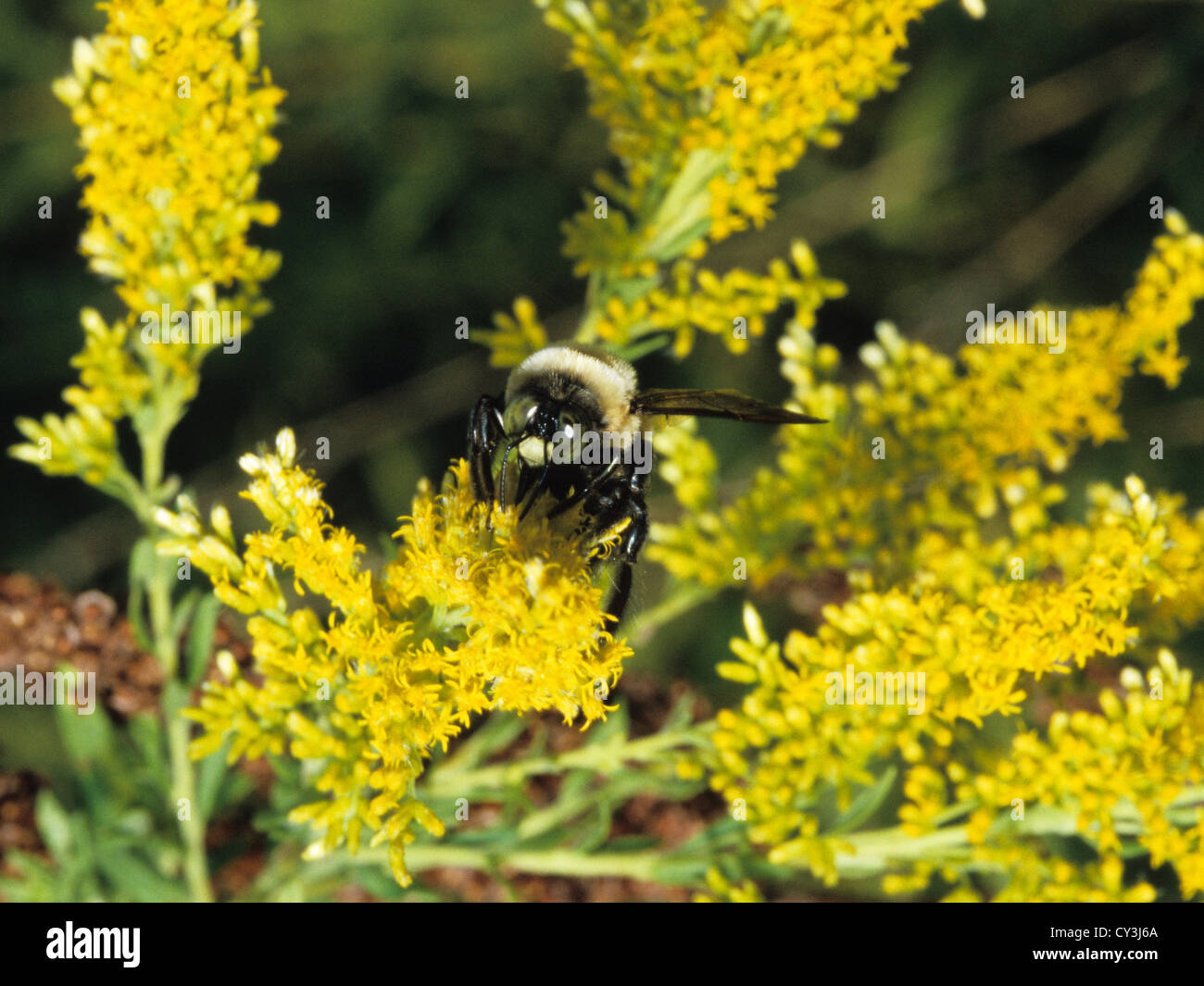 Resina gigante Bee (Megachile sculpturalis) su oro Foto Stock