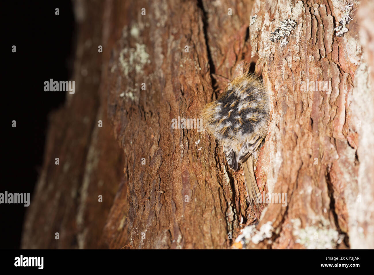 Eurasian rampichino alpestre a roost. Foto Stock