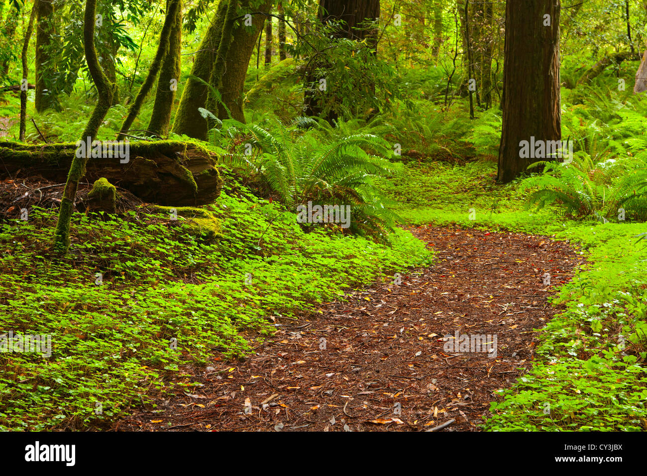 Foresta in Hendy boschi del Parco Statale nella Anderson Valley della California del Nord. Foto Stock