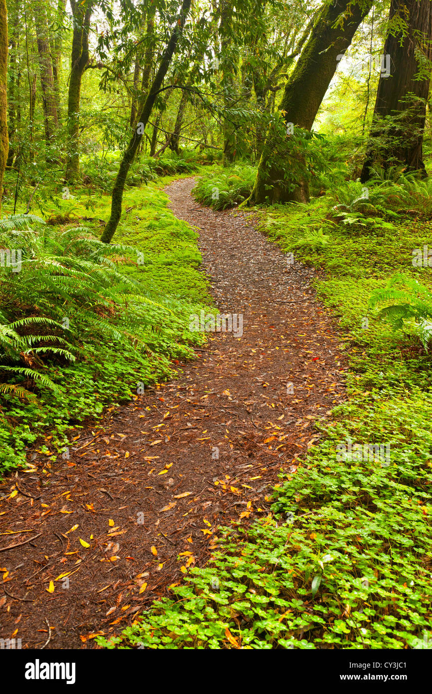 Foresta in Hendy boschi del Parco Statale nella Anderson Valley della California del Nord. Foto Stock
