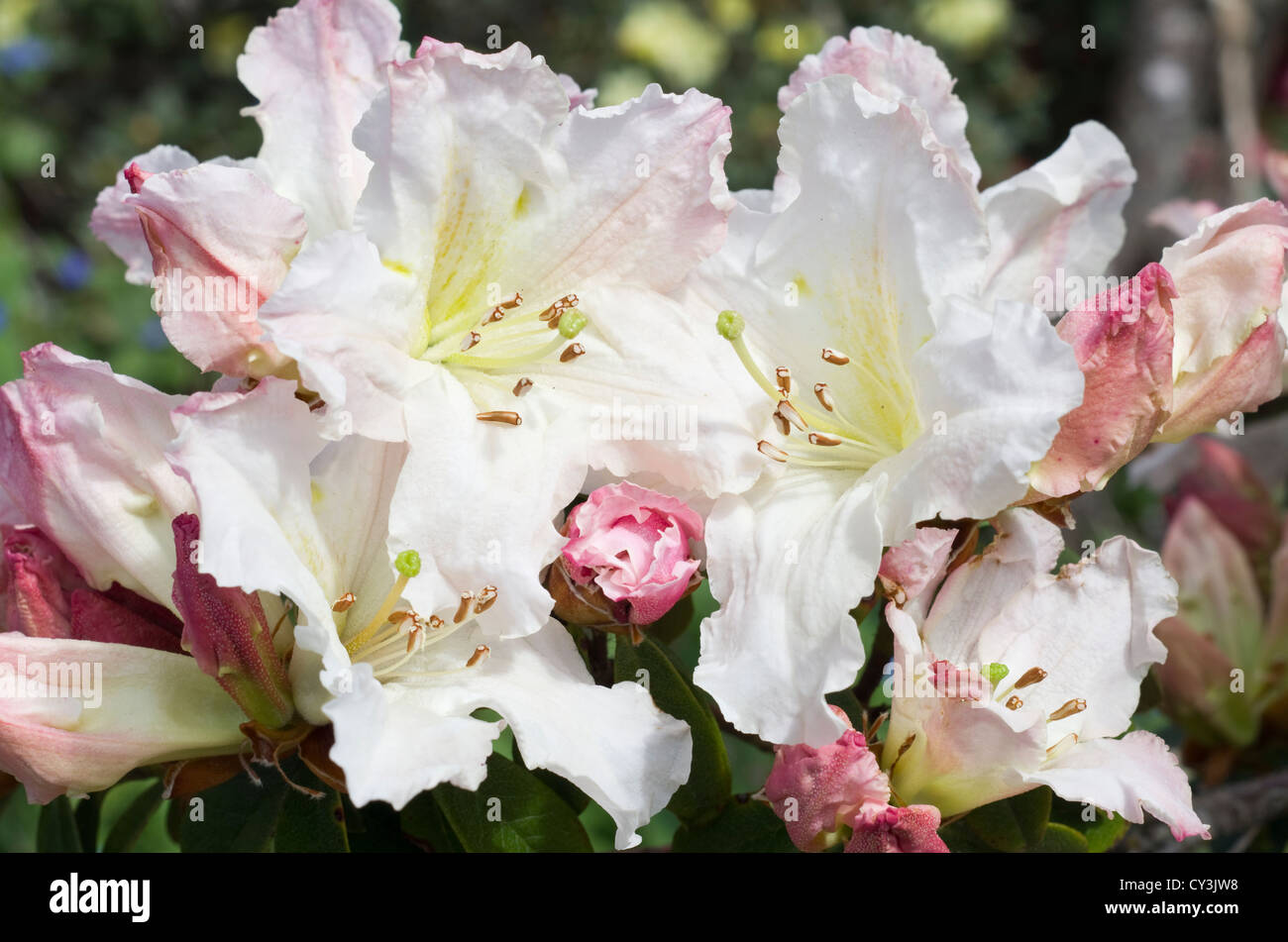 Bianco e rosa di fiori di azalea Foto Stock