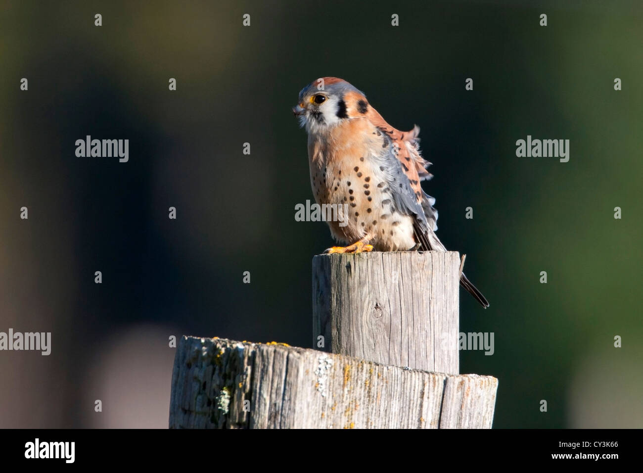 American Gheppio (Falco sparverius) maschio appollaiato su un post mentre la caccia al cedro, Isola di Vancouver, BC, Canada in Marzo Foto Stock