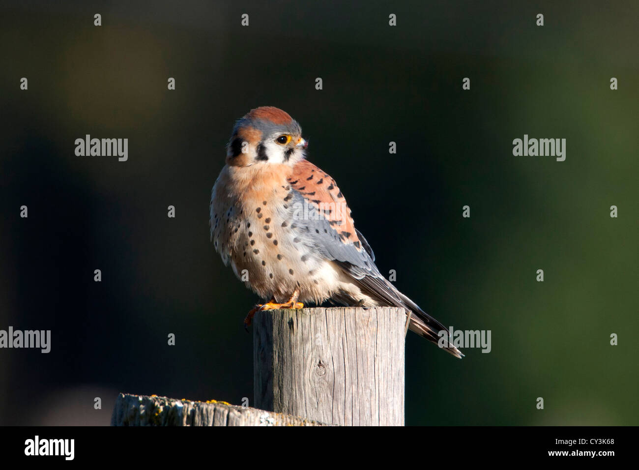 American Gheppio (Falco sparverius) maschio appollaiato su un post mentre la caccia al cedro, Isola di Vancouver, BC, Canada in Marzo Foto Stock