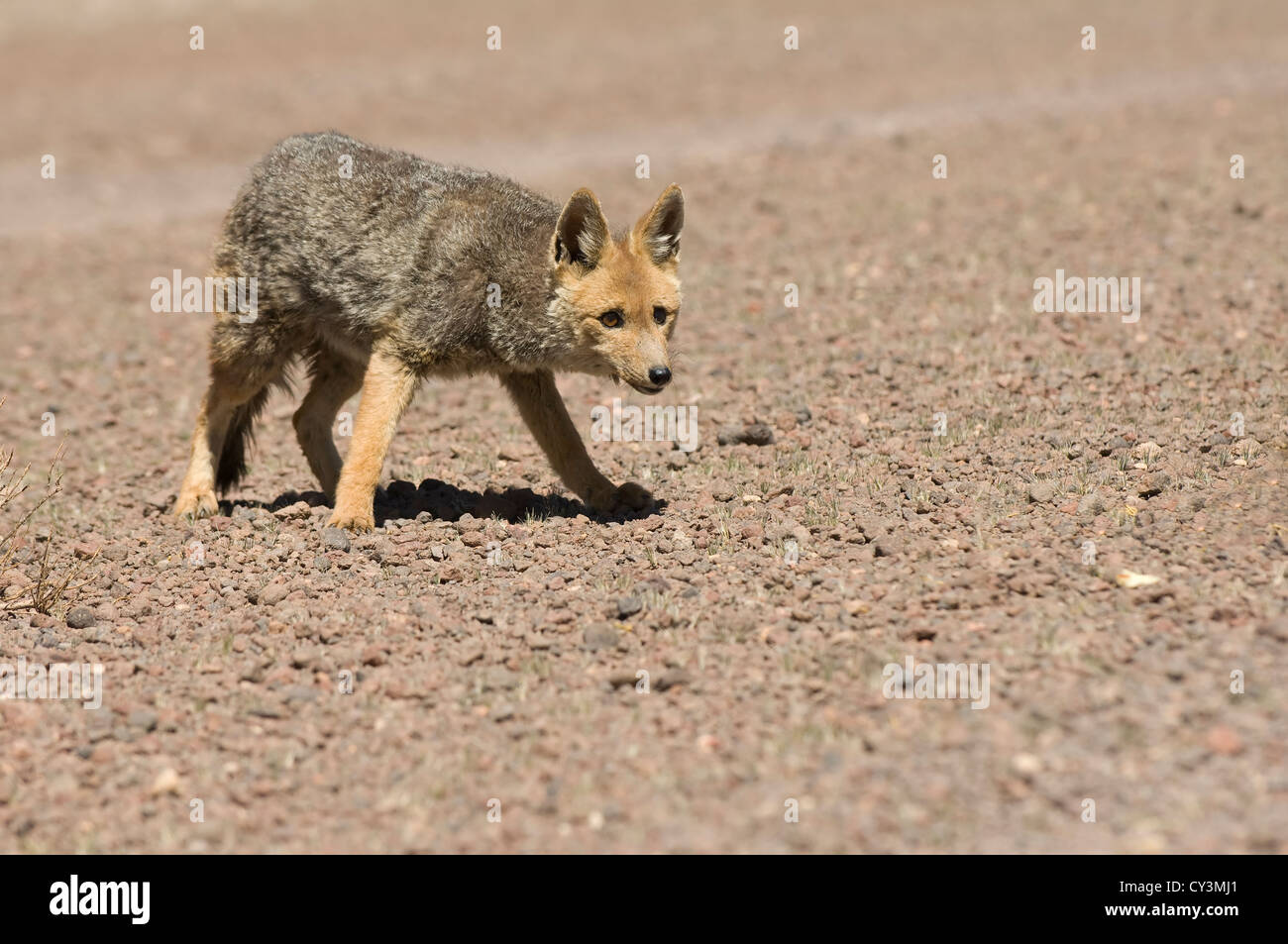 Sud Americana Gray Fox (Lycalopex griseus) Foto Stock