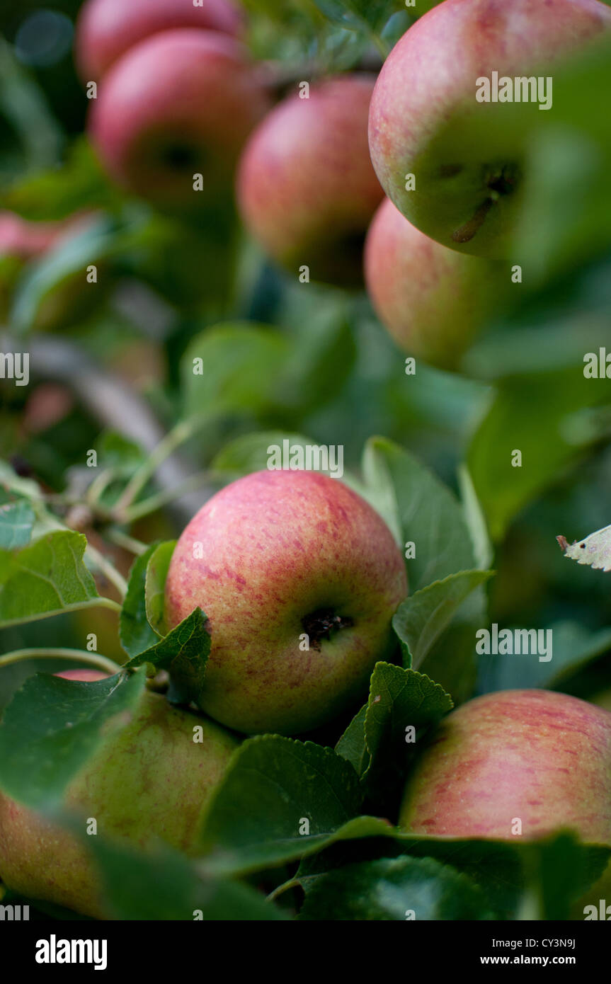 Le mele su un albero Foto Stock