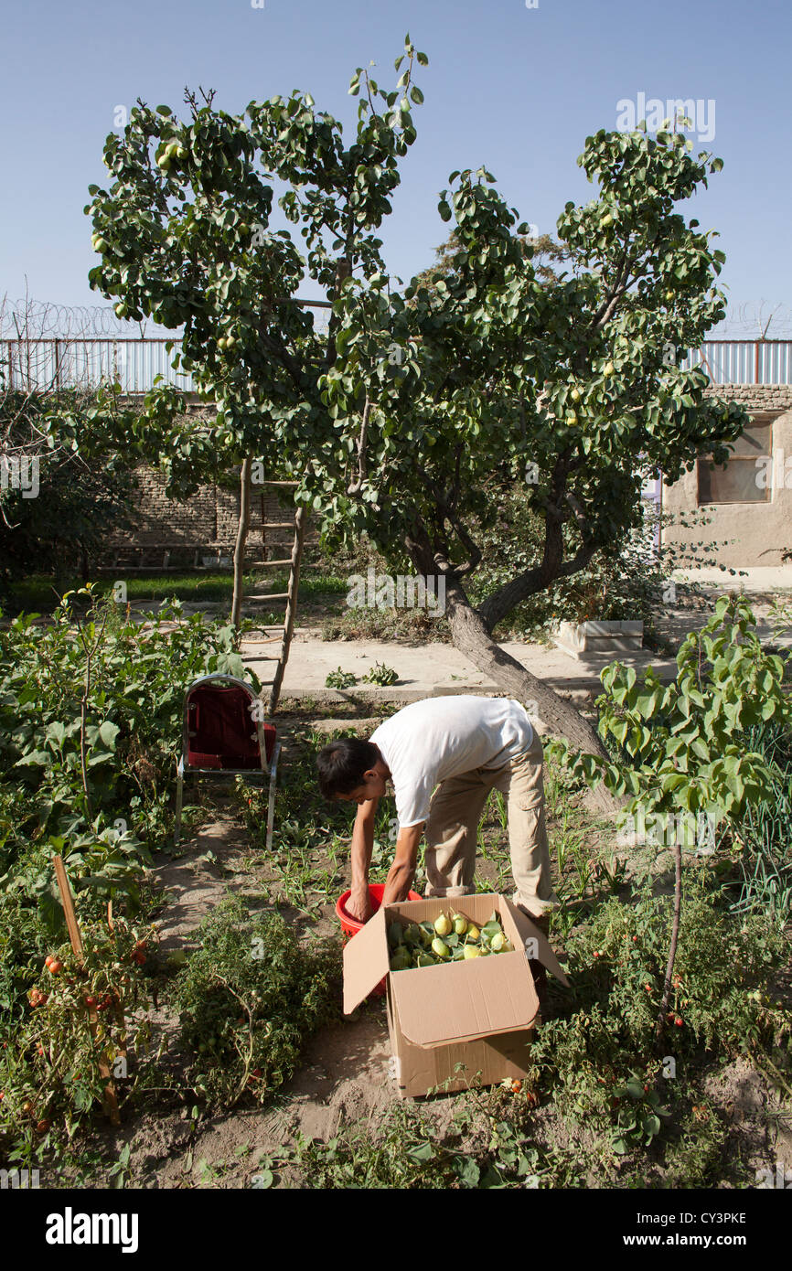 Uomo afgano la raccolta di pere a Kabul Foto Stock