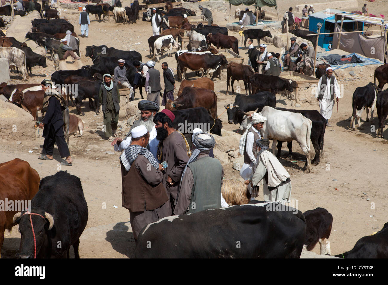 Mercato del bestiame a Kabul, Afghanistan Foto Stock