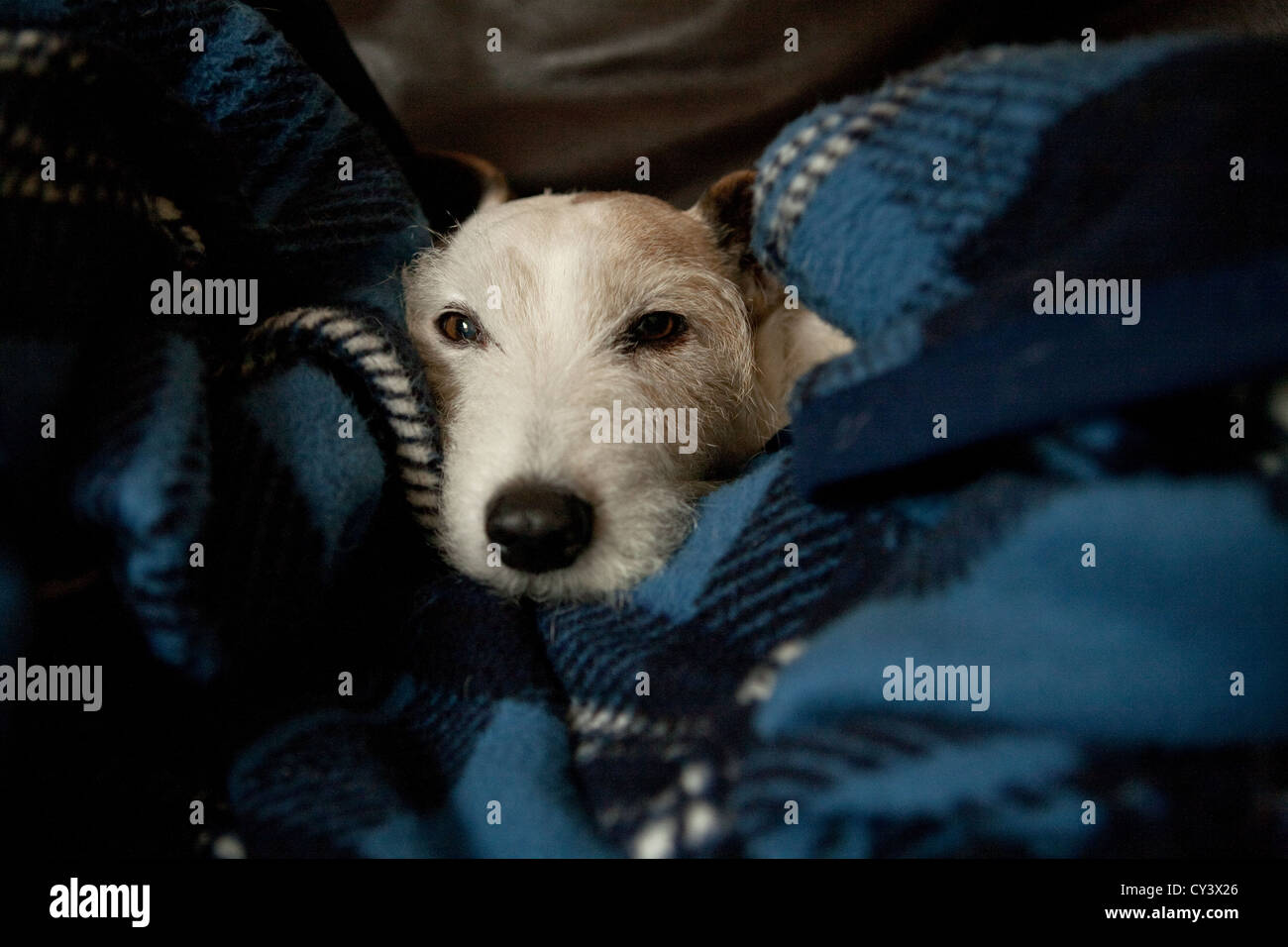 Jack Russell Terrier cane avvolto in un blanket di tartan Foto Stock
