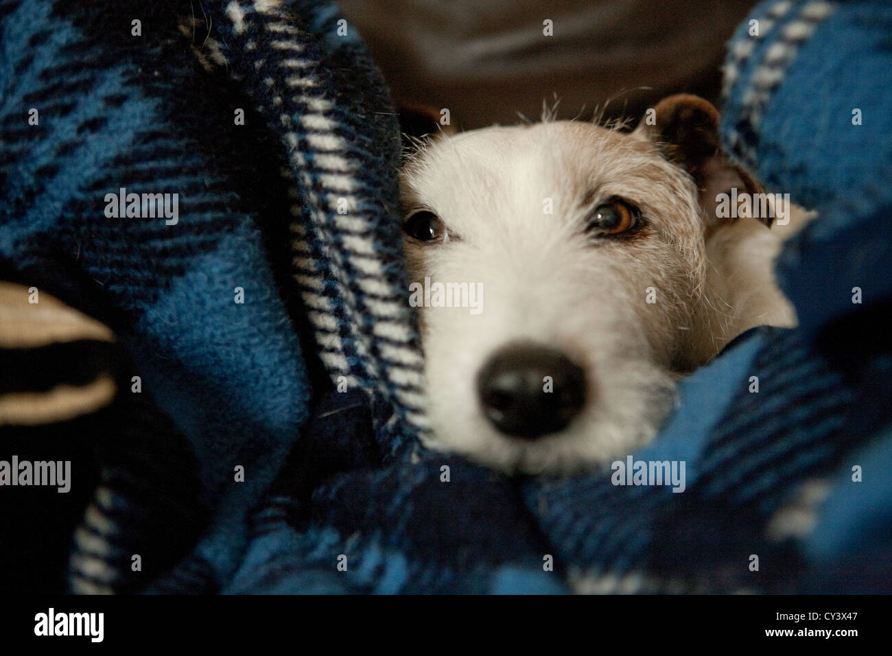 Jack Russell Terrier cane il peering fuori da una coltre di tartan Foto Stock