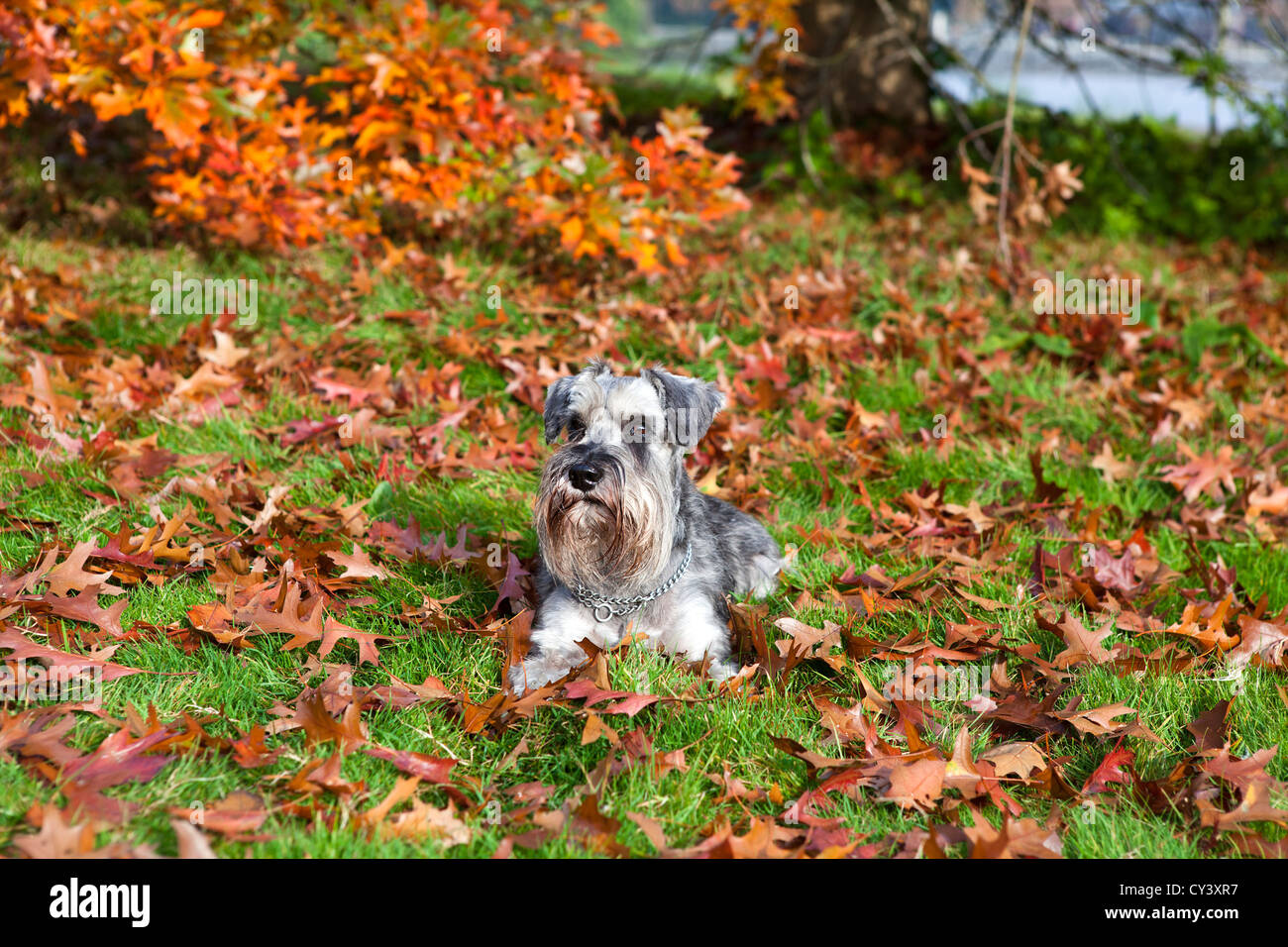 Carino zwergschnauzer sulle foglie cadute in autunno Foto Stock