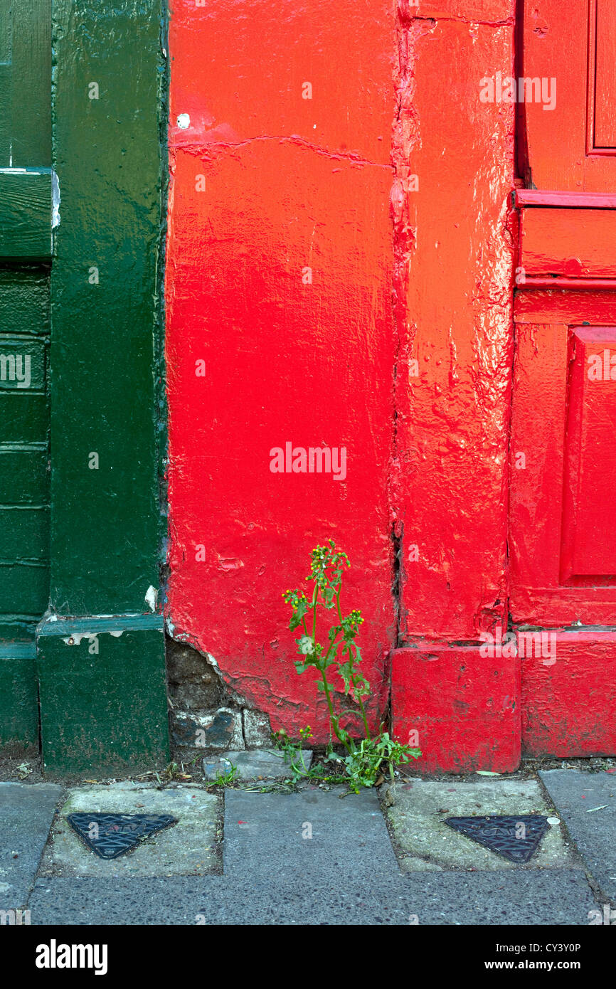 Un erbaccia cresce attraverso le pietre per pavimentazione tra il rosso e il verde le persiane, Columbia Road Market. Hackney, Londra UK Foto Stock