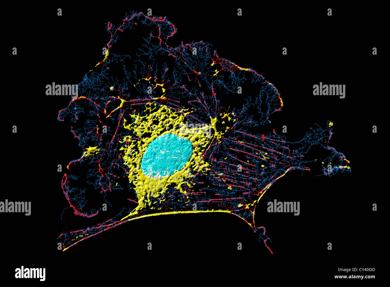 Microfilamenti, mitocondri e nuclei in cellule di fibroblasti Foto Stock