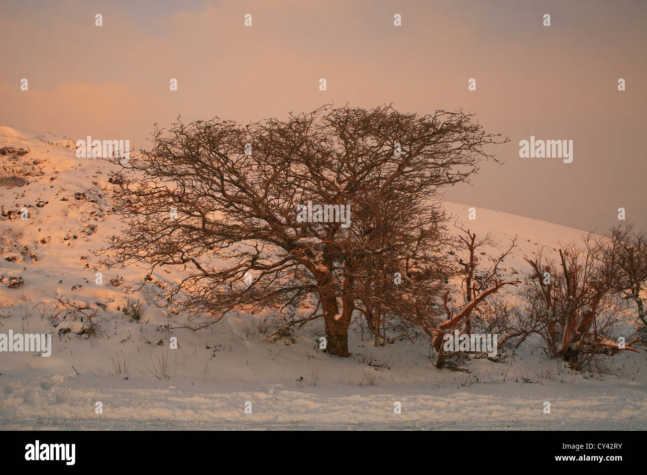 L'Europa, Francia, Brittany,Finisterre (29), Armorica Parco Naturale Regionale . Monts Arrée al tramonto, tree in un paesaggio innevato Foto Stock