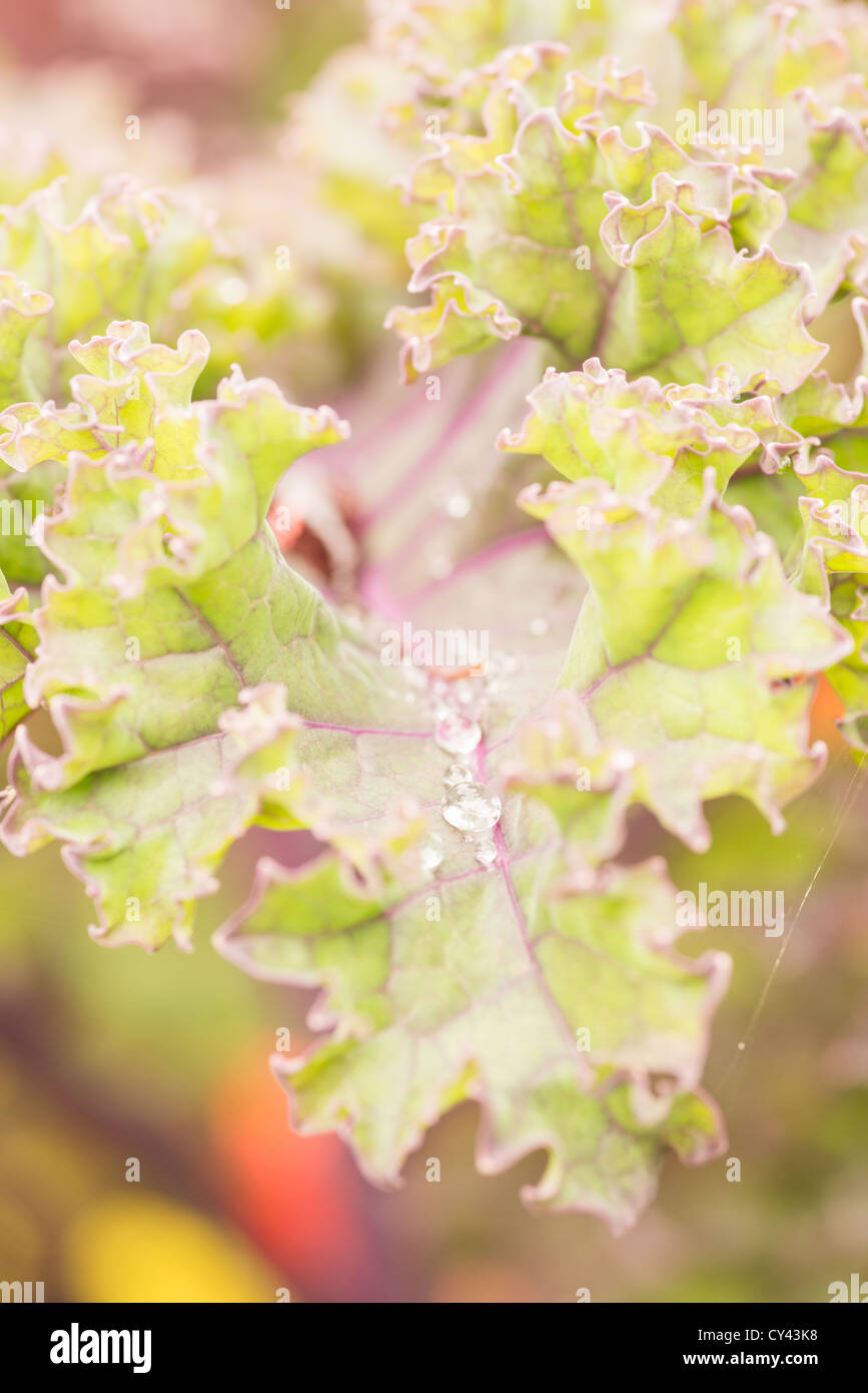Macro shot di ripe foglie di lattuga con gocce d'acqua che cresce in un orto Foto Stock
