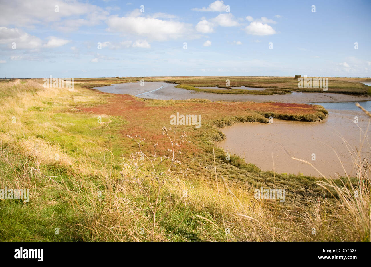 Sale Saltings ambiente palustre fiume minerale, Hollesley, Suffolk, Inghilterra Foto Stock