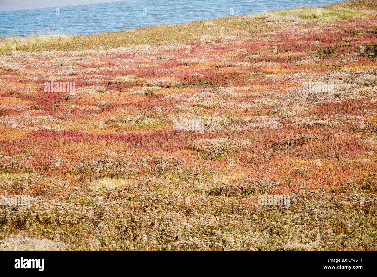 Sale Saltings ambiente palustre Butley Creek river, Boyton, Suffolk, Inghilterra Foto Stock
