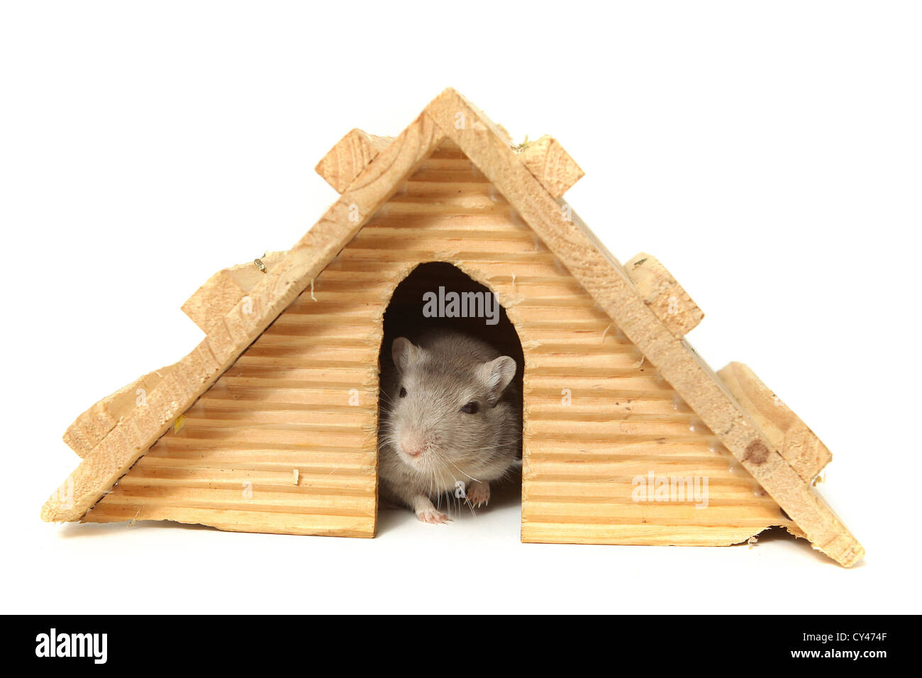 Umorismo. Mouse di successo che vivono in una casa di legno. Su sfondo bianco Foto Stock