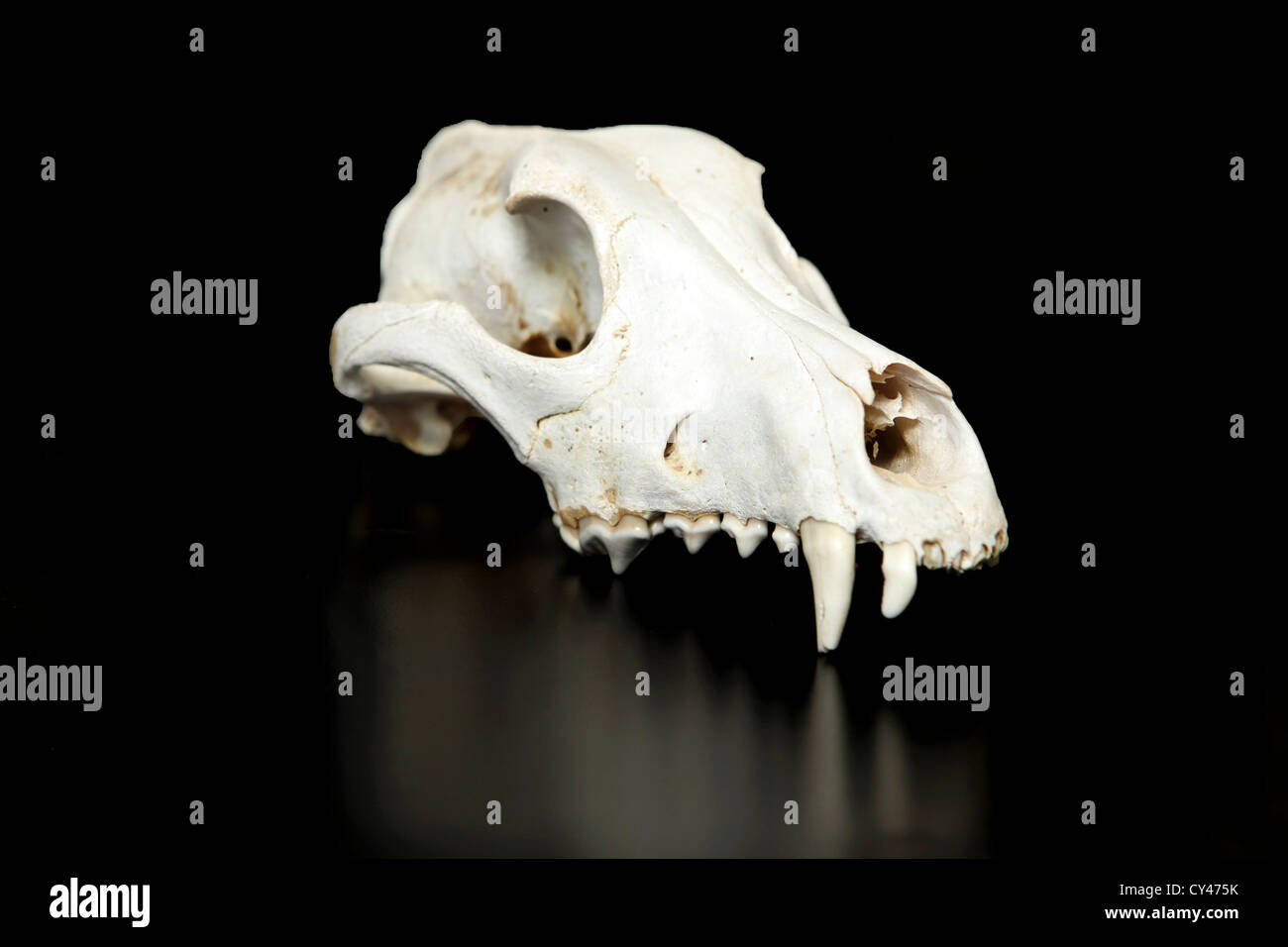 Cinghiale cranio animale con la riflessione su sfondo nero Foto Stock