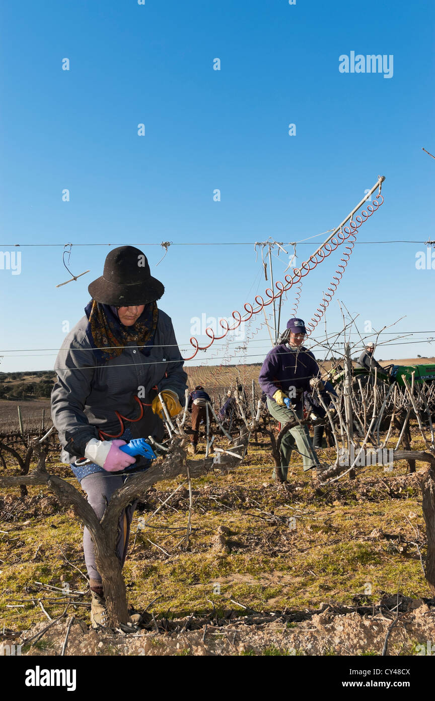 Donna lavoratori la potatura del vigneto in inverno, Alentejo, Portogallo Foto Stock