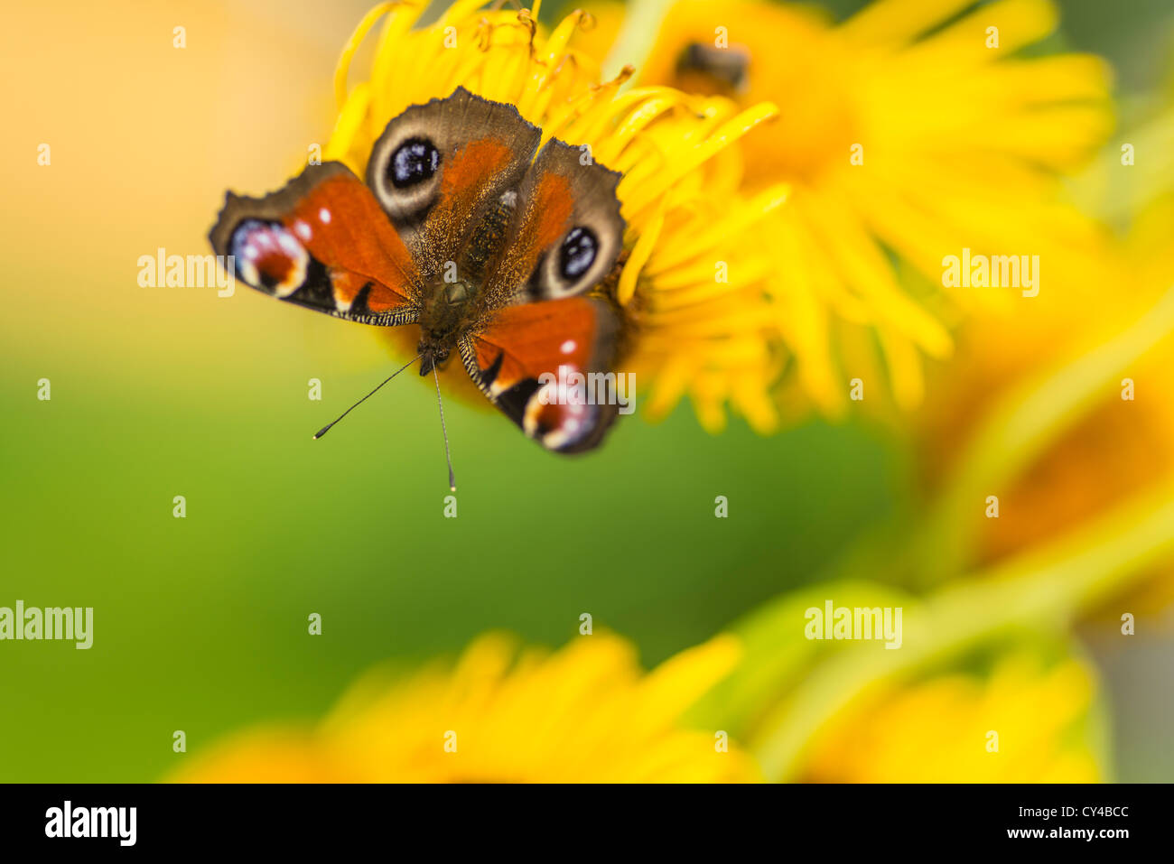 Unione farfalla pavone su un giallo aster Foto Stock