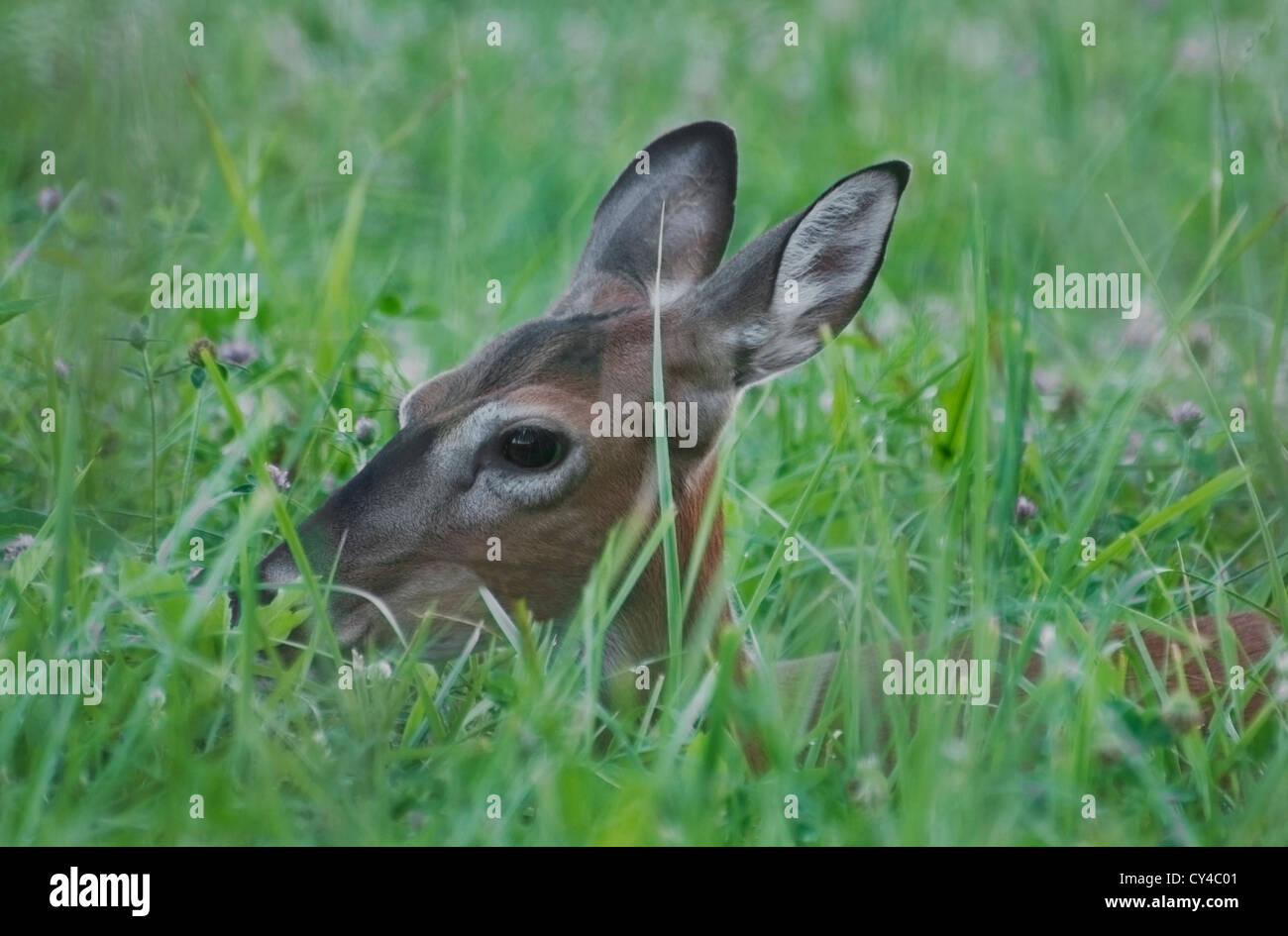 White-tailed Doe (Odocoileus virginianus) Cades Cove area della Smoky Mountains National Park, Tennessee. Foto Stock