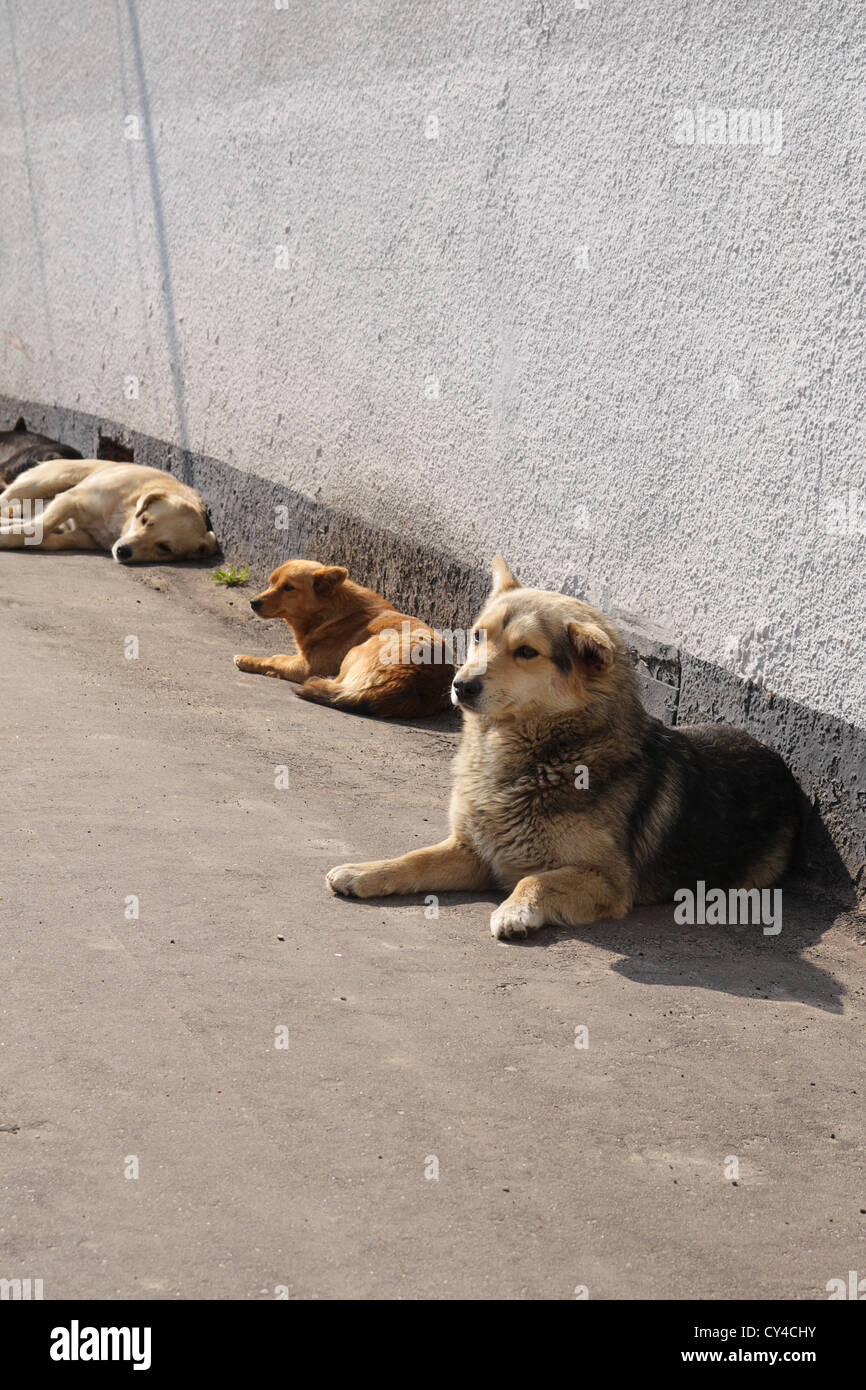 Senzatetto i cani sono riscaldati su il sole sotto una parete Foto Stock