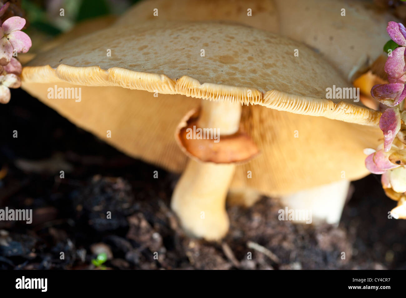 In prossimità di un comune fungo milkcap Foto Stock