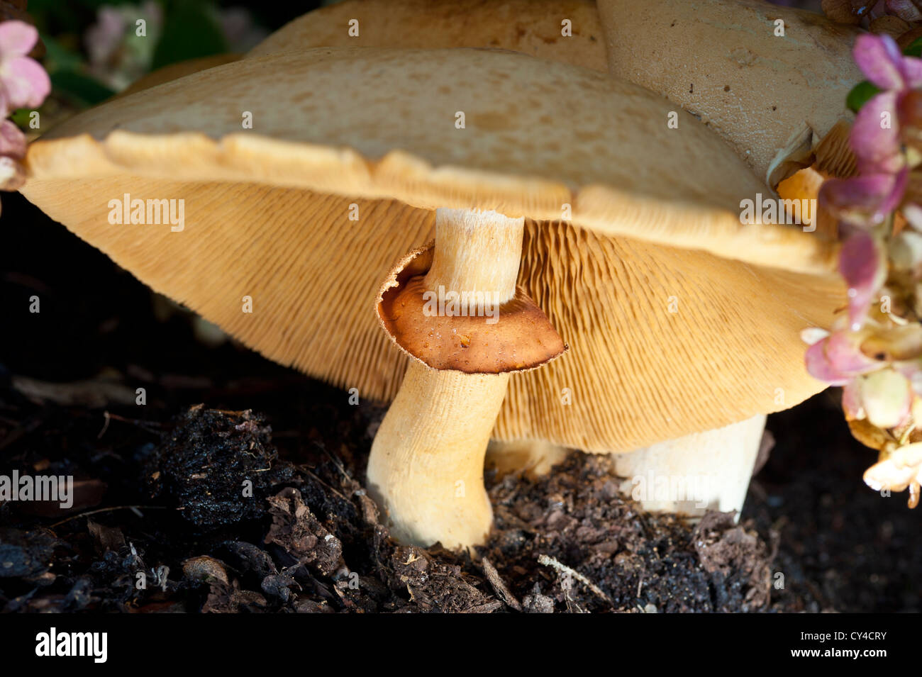 In prossimità di un comune fungo milkcap Foto Stock