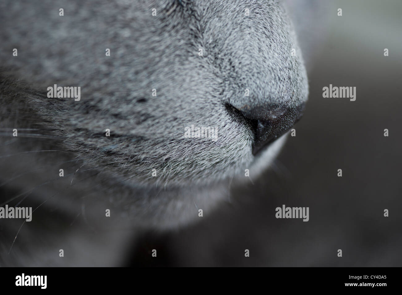 In prossimità di una razza pura blu russo cat Foto Stock