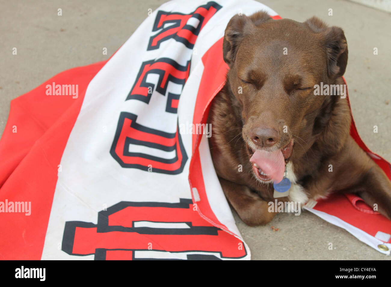 Il mio cane che indossa un Indiana University bandiera. (Di cui egli è il tifo) Foto Stock