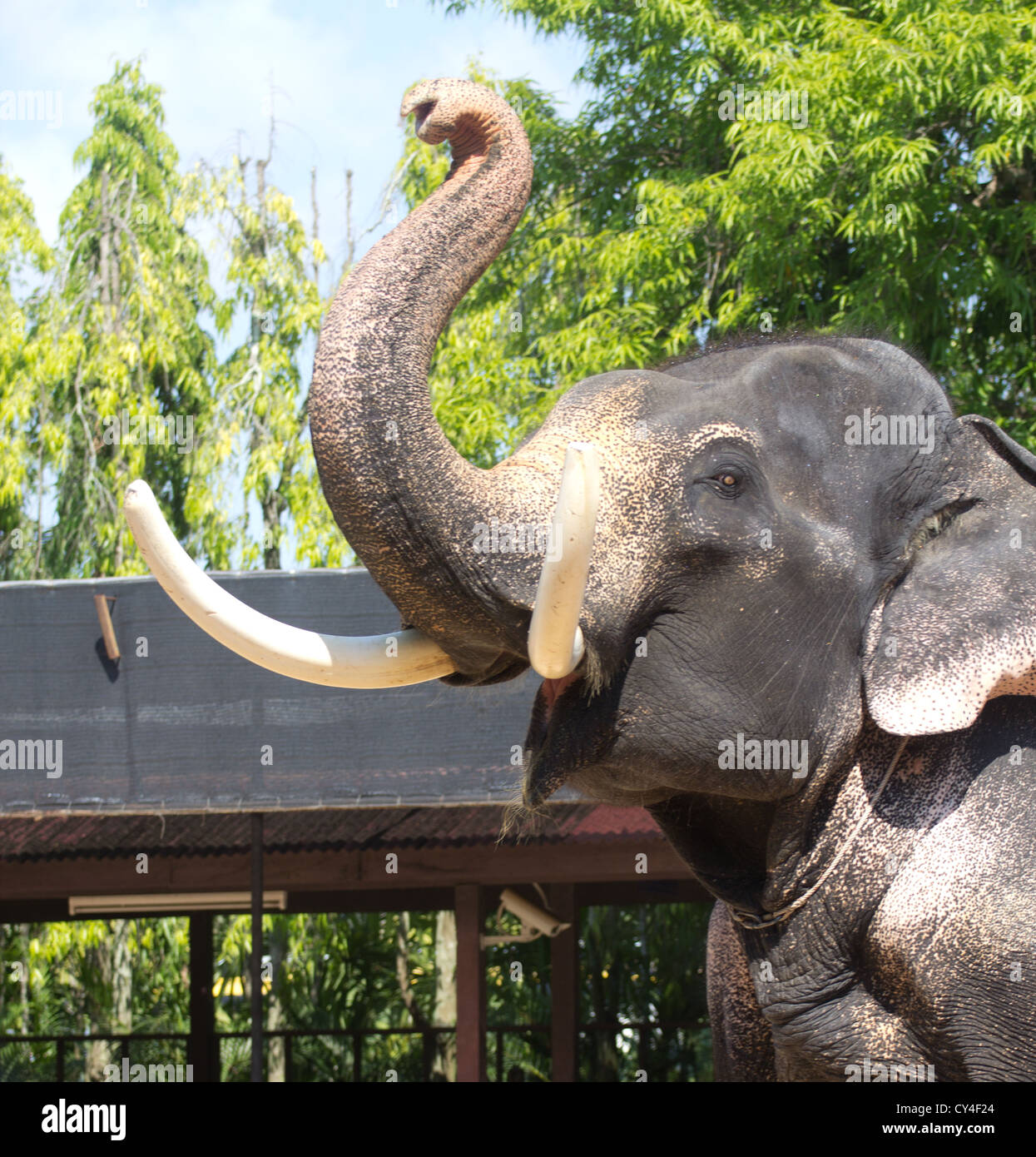 La bellezza di elefanti tailandesi hanno zanne Foto Stock