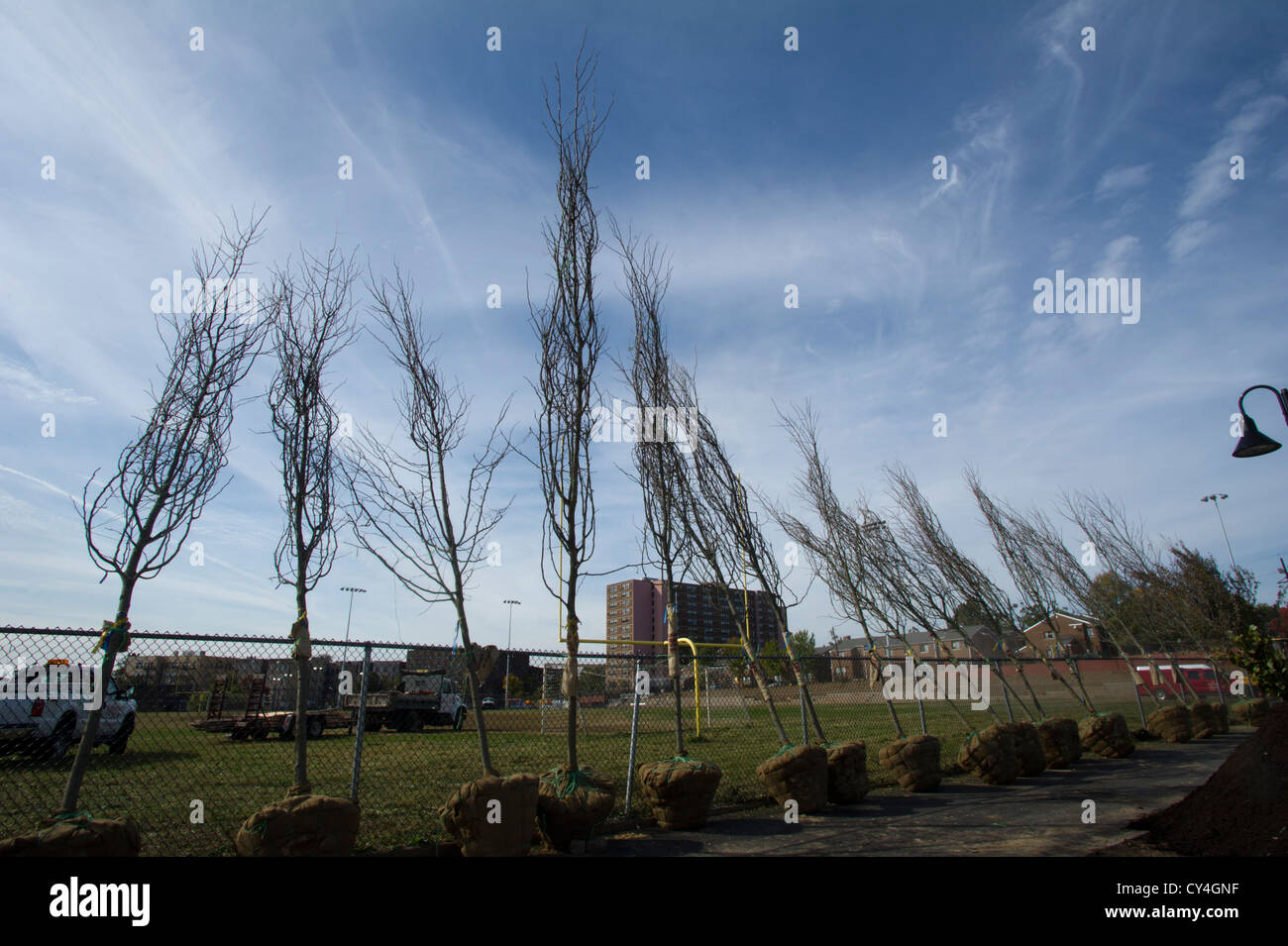 Alberi in attesa di essere piantato in un parco a Newark New Jersey Foto Stock