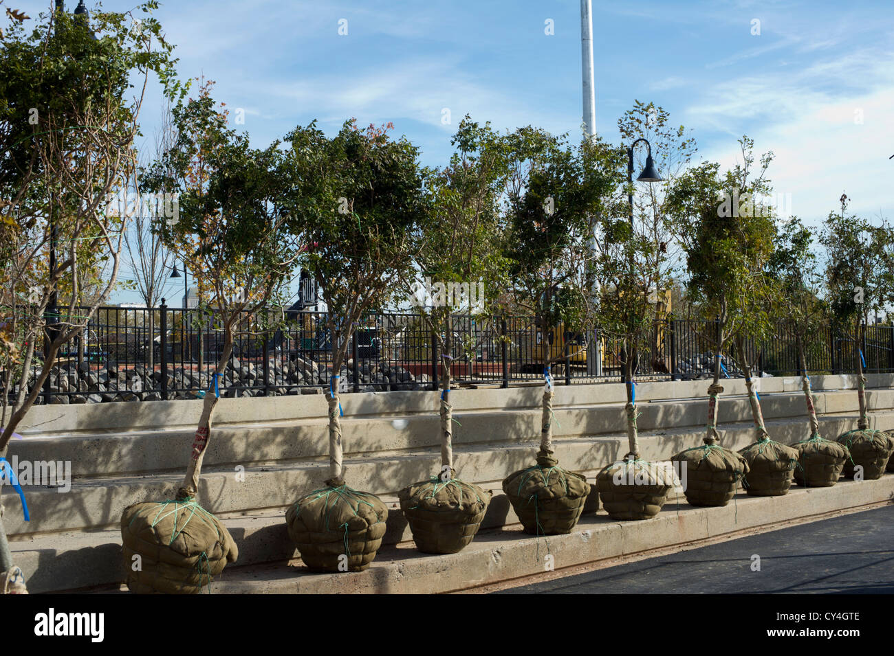 Alberi in attesa di essere piantato in un parco a Newark New Jersey Foto Stock