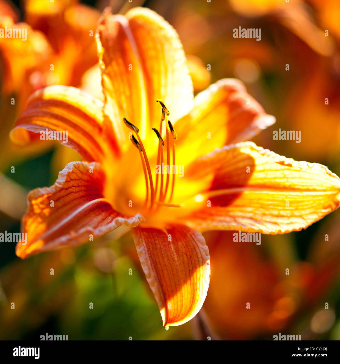 Bel colore arancione tiger lily fiori fioritura in giardino Foto Stock