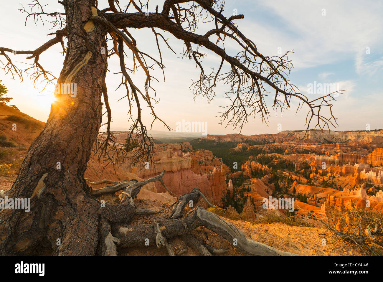 Stati Uniti d'America, Utah, Bryce Canyon Bryce anfiteatro, albero a bordo del canyon Foto Stock