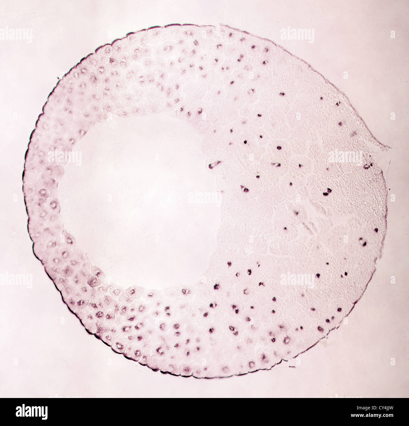 Uovo di rana sotto il microscopio, sfondo. (Anura) Foto Stock