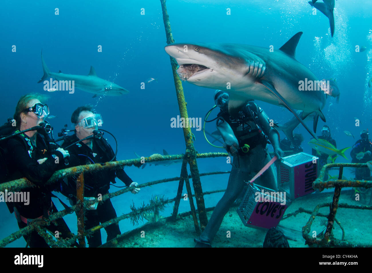 I subacquei e volteggiare gli squali Foto Stock
