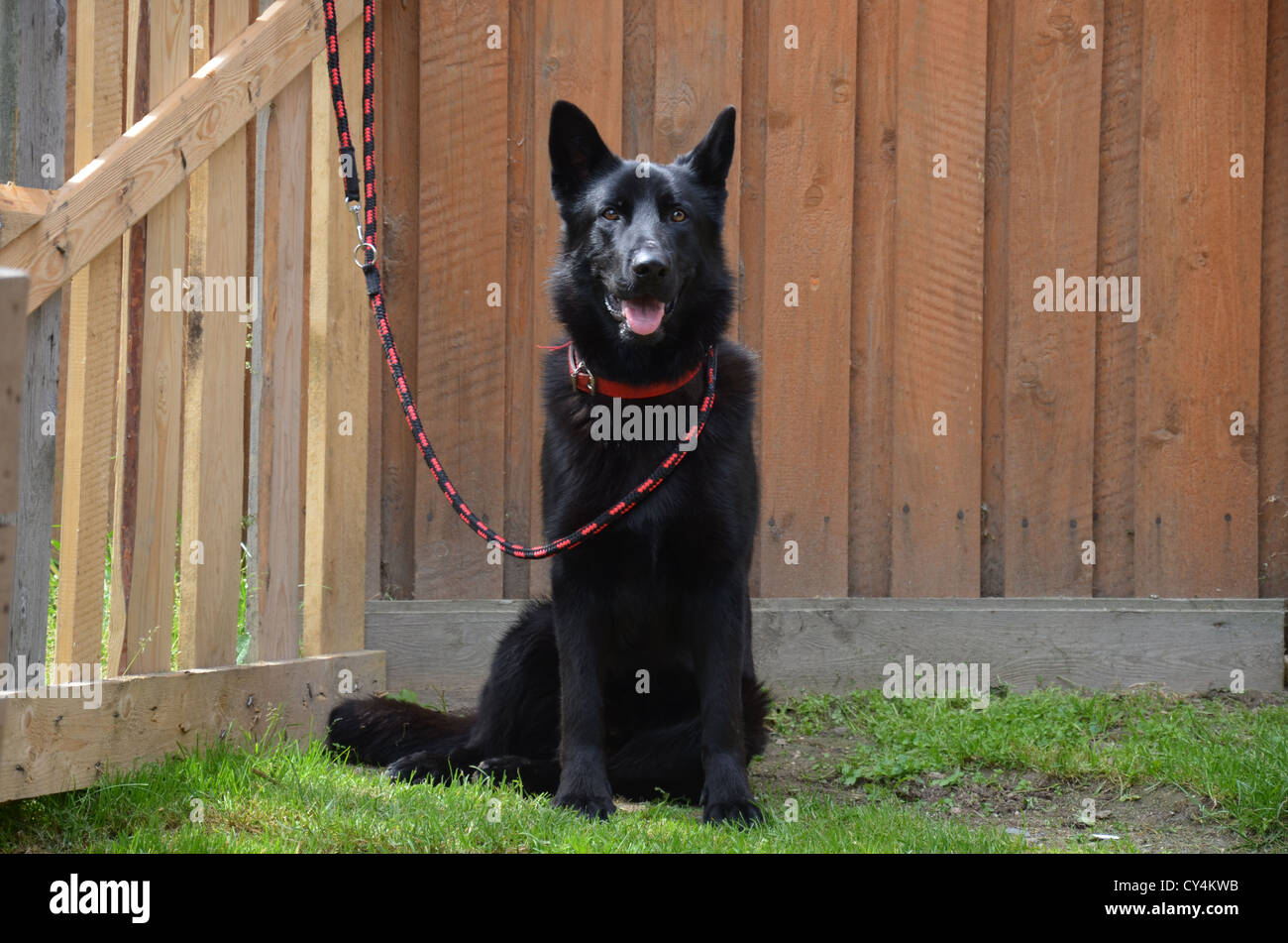 Cane animali|| colore nero|zanne bocca||cane al guinzaglio| Foto Stock