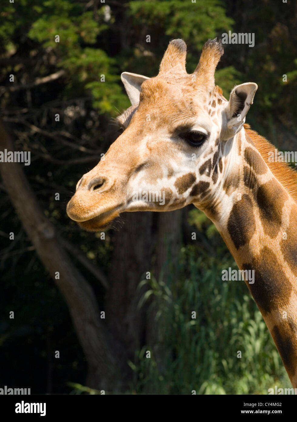 Giraffe - Ritratto di tre quarti view Foto Stock