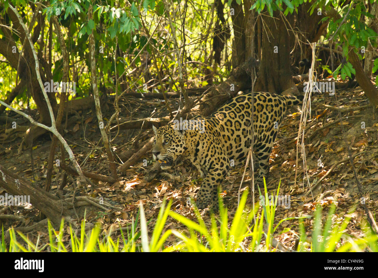 Jaguar (Panthera onca) muovendosi lungo la riva di un fiume Foto stock ...