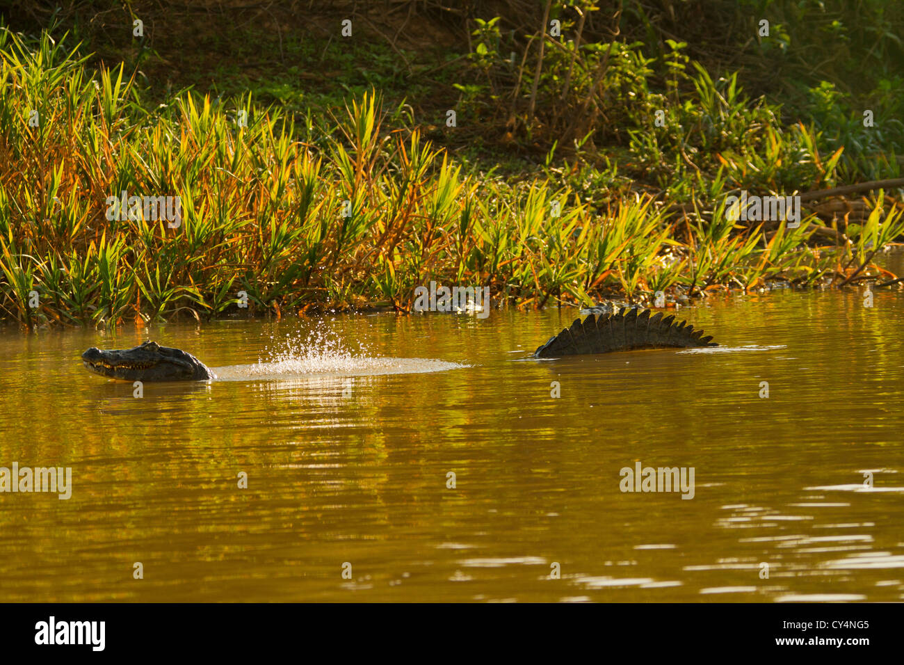 Caimano dagli occhiali (Caiman crocodilus) eseguendo la "bolla dance' Foto Stock