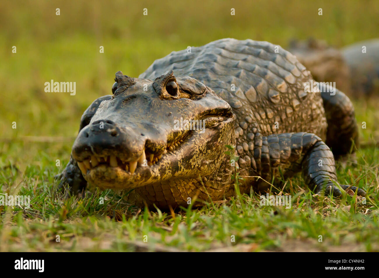 Caimano dagli occhiali (Caiman crocodilus), noto anche come bianco o caimano caimano comune Foto Stock