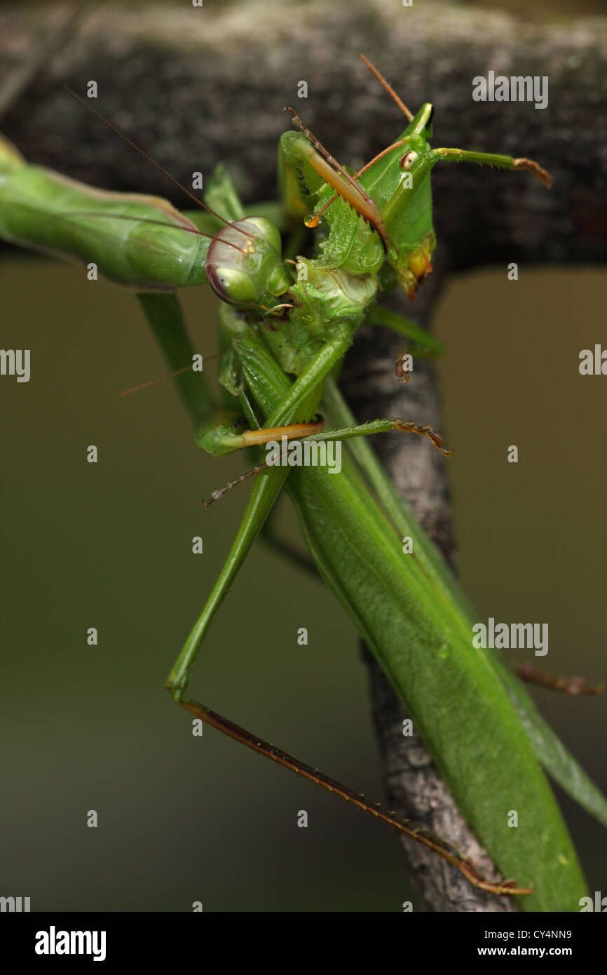 Mantid europea (mantide religiosa) mangiare Katydid - Oregon - USA Foto Stock