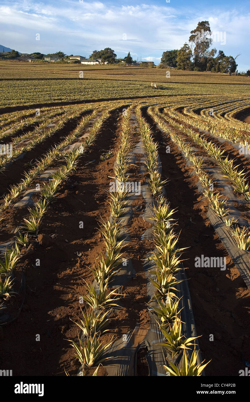 Elk284-4722v Hawaii Maui Upcountry campo di ananas Foto Stock