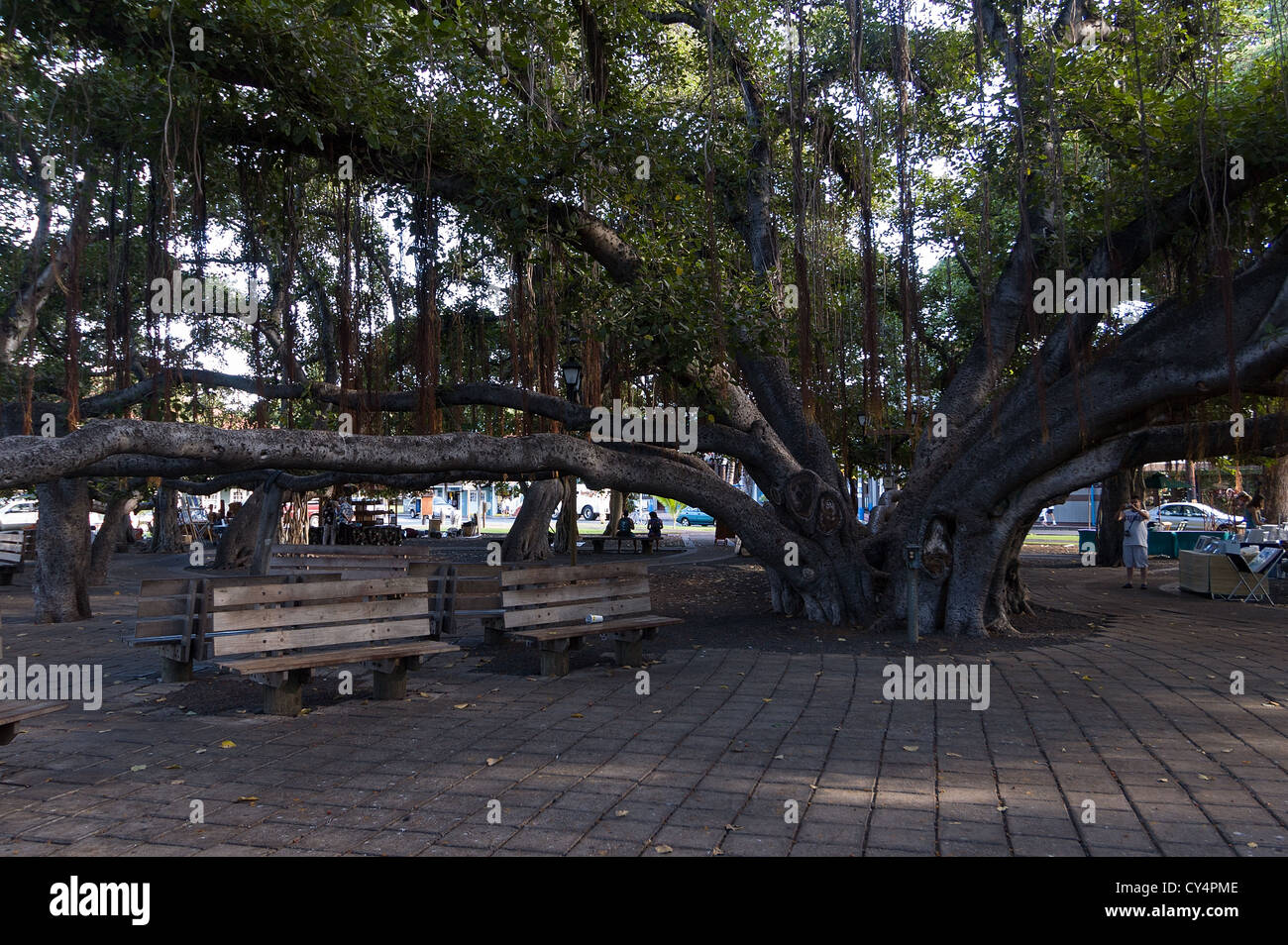 Elk284-4153 Hawaii Maui Lahaina, Banyan Tree Square, il più grande banyan tree in noi, 1873 Foto Stock