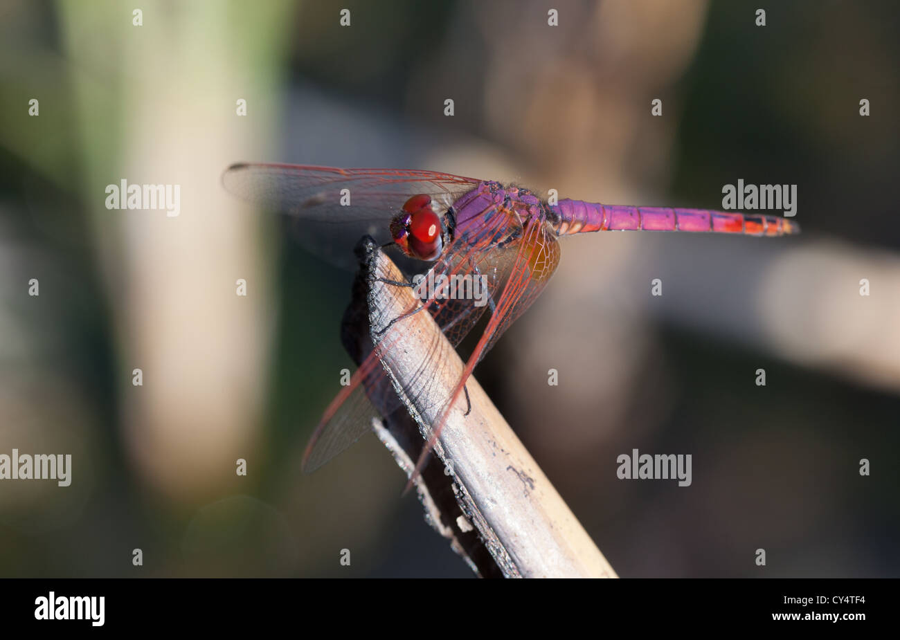 Libellula viola - maschio Trithemis aurora Foto Stock