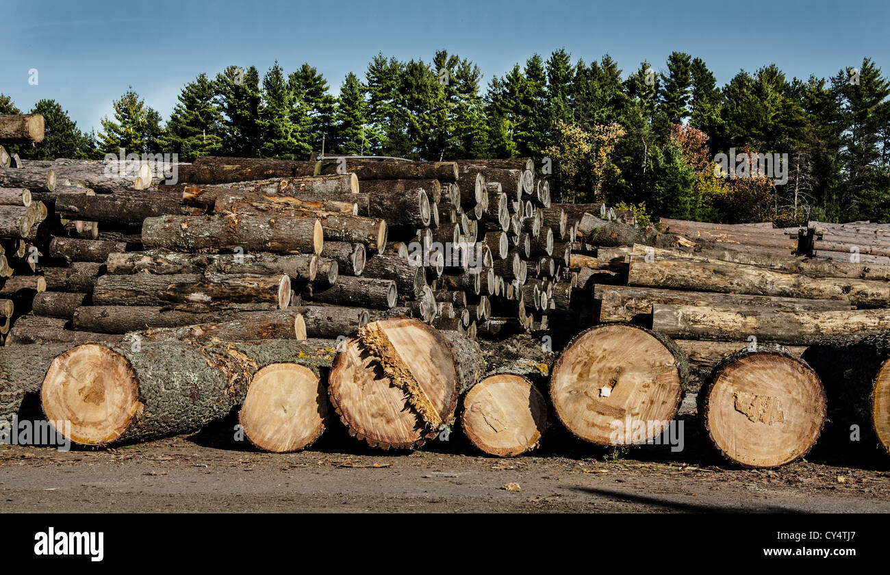 Lumberyard vicino alla città di Northwoods Arbor Vitae, Wisconsin Foto Stock
