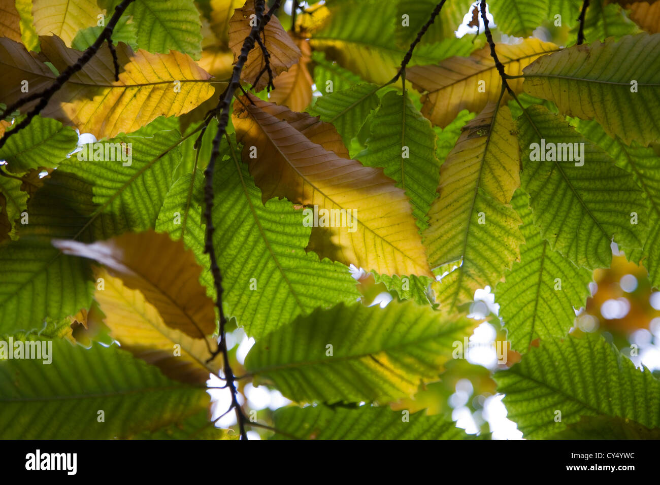 Foglie di autunno Castanea sativa castagno Foto Stock